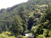 土谷三島神社杉の写真