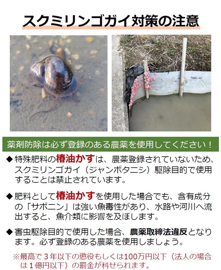 スクミリンゴガイ対策の注意