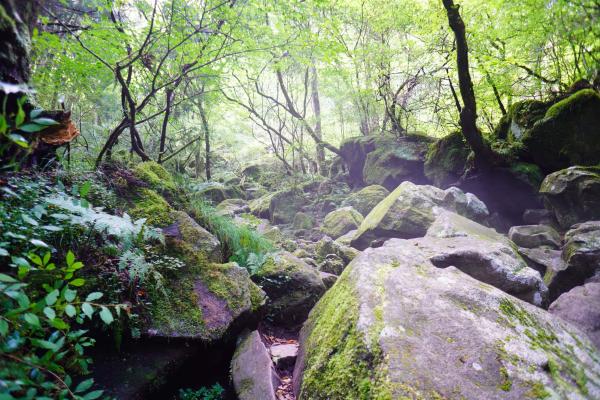 白い霧が幻想的な自然景観を演出する風穴
