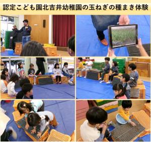 認定こども園北吉井幼稚園の玉ねぎの種まきの様子