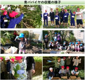 青パパイヤ収穫の様子