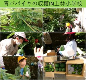 青パパイヤの収穫In川上小学校
