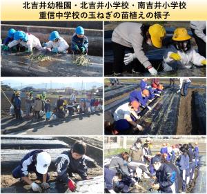 各園、各校の玉ねぎの苗植えの様子