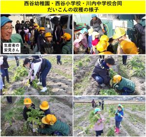だいこんの収穫体験