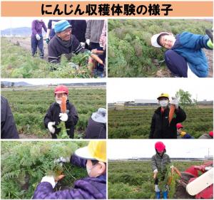 にんじん収穫体験の様子