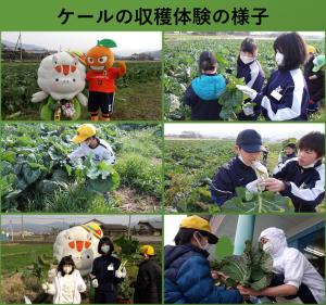ケールの収穫体験の様子
