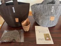 コットン栽培キット