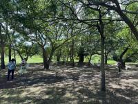 とことこクラブ7