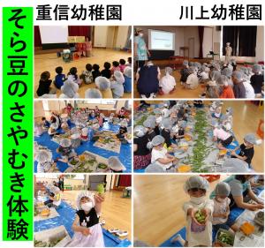 そら豆のさやむき体験