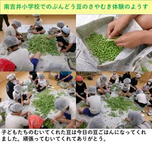 ぶんどう豆のさやむき体験