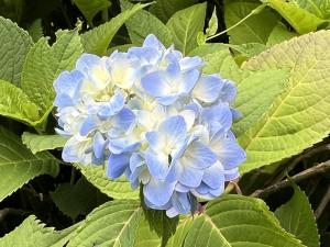 白猪の滝2