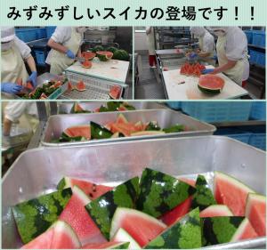 スイカ登場