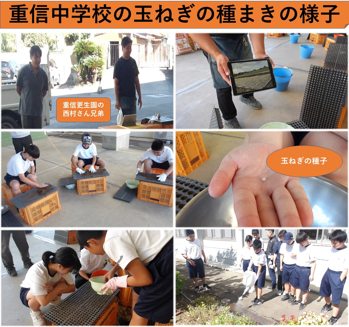 種まき