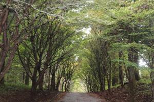 上林森林公園紅葉情報