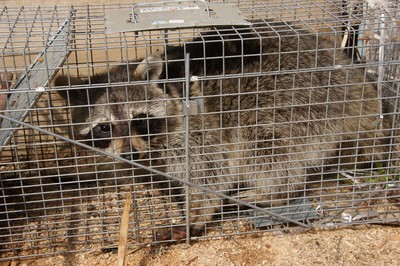 アライグマの画像