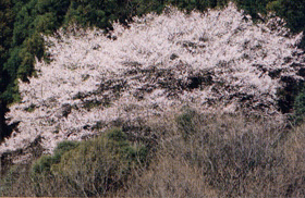 源太桜写真