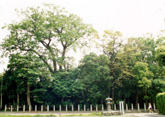 宇氣州神社社叢の写真