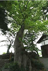志津川天満神社チシャノキの写真