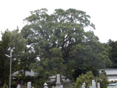 上福寺クスの木の写真