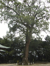 揚神社クスの木の写真