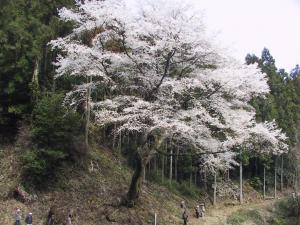満開の源太桜