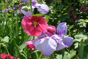 白猪の滝花菖蒲園