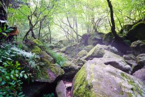 白い霧が幻想的な自然景観を演出する風穴